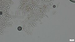 Hydnocristella himantia