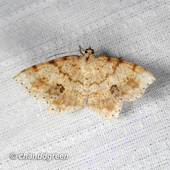 Calletaera subexpressa