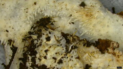 Hydnocristella himantia