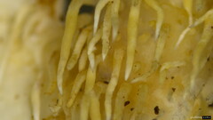 Hydnocristella himantia