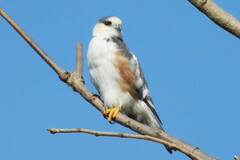 Gampsonyx swainsonii