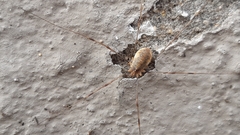 Opilio canestrinii