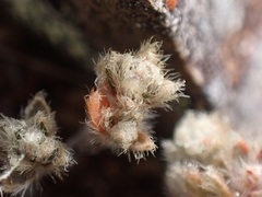 Pimelea mesoa mesoa