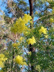 Acacia prominens