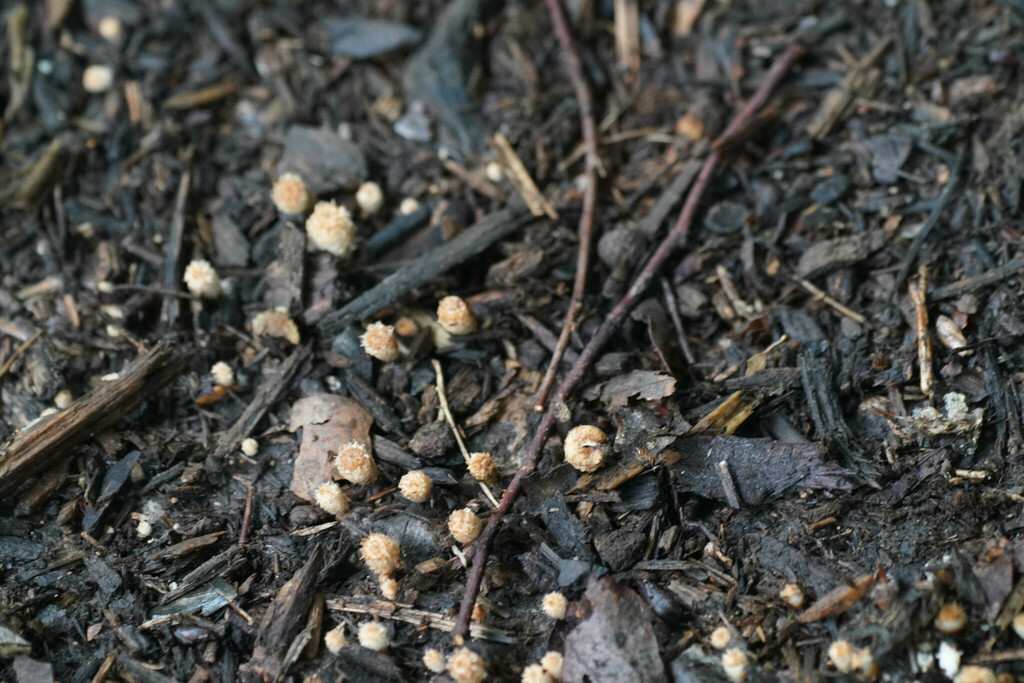 Cyathus striatus · August 2022 · photo: © tbc_watanabe (iNaturalist, cc-by)