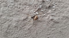 Opilio canestrinii