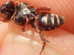 Epeolus cruciger