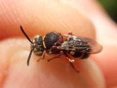 Epeolus cruciger