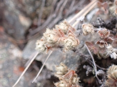 Pimelea mesoa mesoa