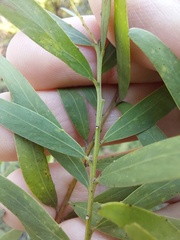 Acacia prominens