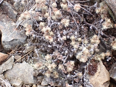Pimelea mesoa mesoa