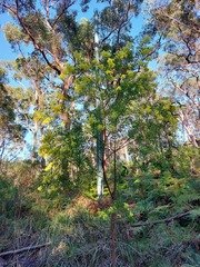 Acacia prominens