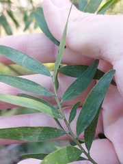 Acacia prominens