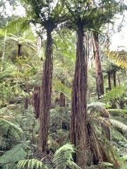 Cyathea cunninghamii