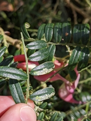 Liriomyza clianthi