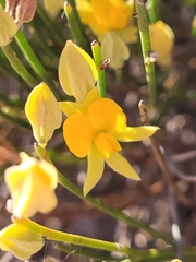 Jacksonia stackhousei