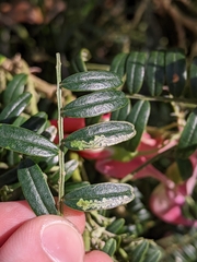 Liriomyza clianthi