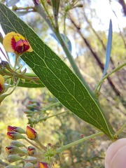 Daviesia corymbosa