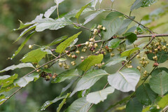 Euonymus hamiltonianus sieboldianus