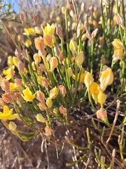 Jacksonia stackhousei