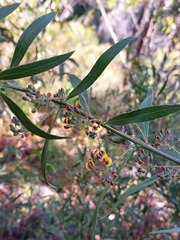 Daviesia corymbosa