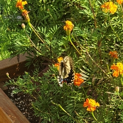Papilio machaon
