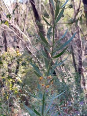 Daviesia corymbosa