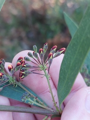 Daviesia corymbosa