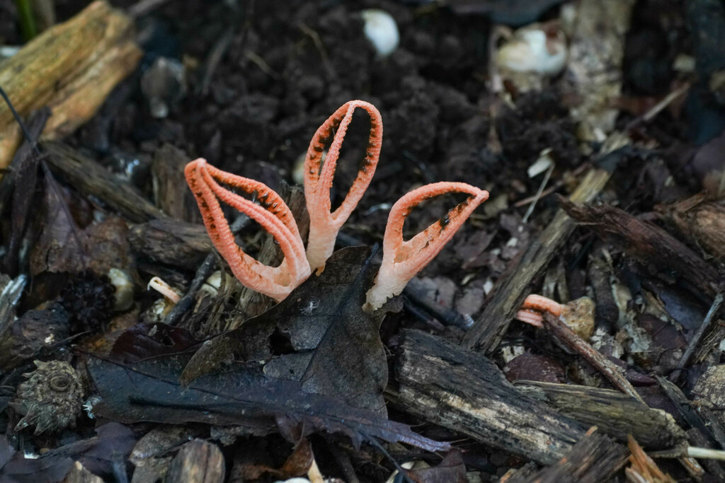 Pseudocolus fusiformis · August 2022 · photo: © tbc_watanabe (iNaturalist, cc-by)