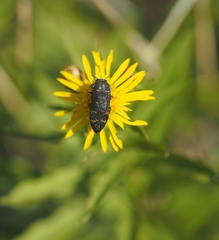Acmaeoderella flavofasciata