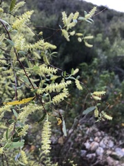 Salix mucronata