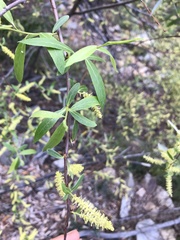 Salix mucronata