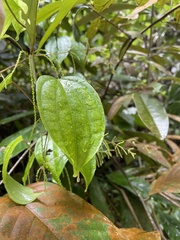 Dioscorea orbiculata tenuifolia