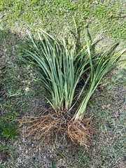 Dietes grandiflora