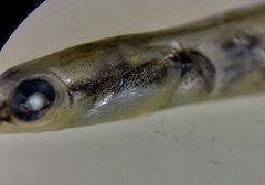 Microphis