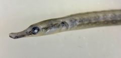 Microphis
