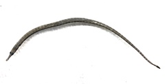 Microphis