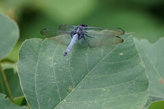 Orthetrum melania melania