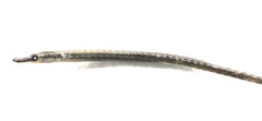 Microphis