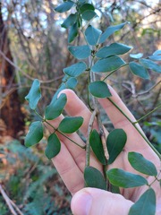 Senna pendula glabrata