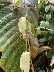 Dioscorea orbiculata tenuifolia