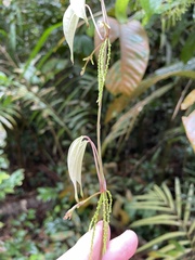 Dioscorea orbiculata tenuifolia