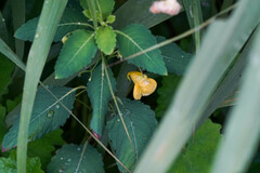 Impatiens noli-tangere