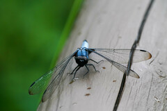 Orthetrum melania melania