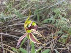 Caladenia conferta