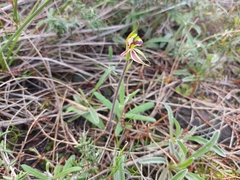 Caladenia conferta