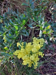 Acacia prominens