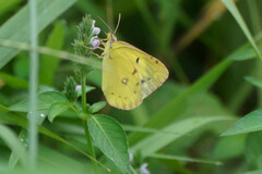 Colias poliographus