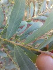 Acacia prominens