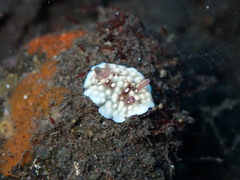 Goniobranchus hintuanensis